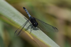 Erythrodiplax cleopatra