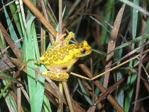 Arndt's Tree Frog, Dendropsophus arndti