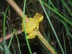Dendropsophus arndti