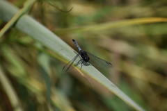 Erythrodiplax cleopatra