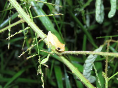 Dendropsophus walfordi