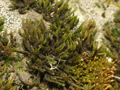 Grimmia pilifera
