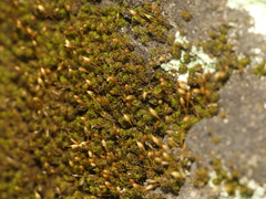 Ptychomitrium incurvum