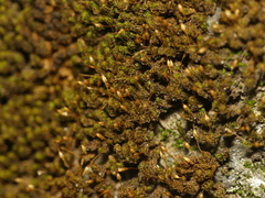 Ptychomitrium incurvum