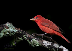 Piranga rubra
