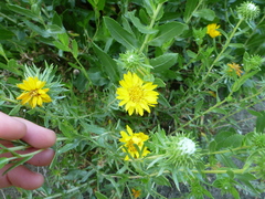 Grindelia