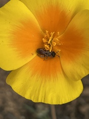 Micralictoides ruficaudus