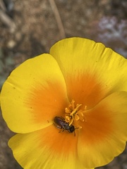 Micralictoides ruficaudus