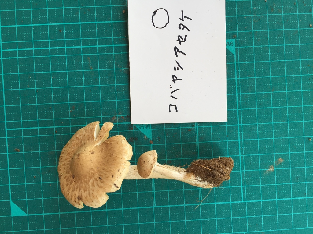 Inocybe kobayasii