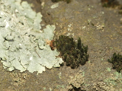 Grimmia pilifera