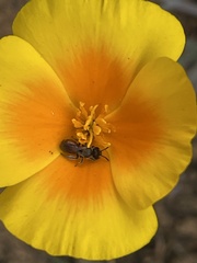 Micralictoides ruficaudus