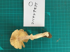 Inocybe kobayasii