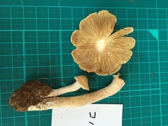 Inocybe kobayasii