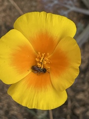 Micralictoides ruficaudus