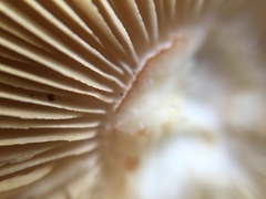 Inocybe kobayasii