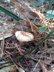 Lactarius deliciosus