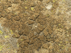 Endocarpon pallidulum