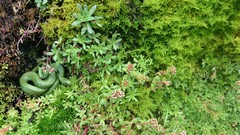 Amplorhinus multimaculatus