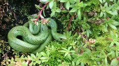 Amplorhinus multimaculatus