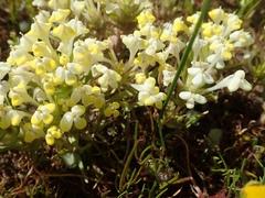 Castilleja campestris