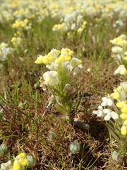 Castilleja campestris