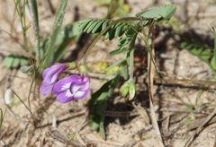 Astragalus leptocarpus
