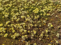 Castilleja campestris