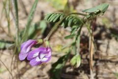 Astragalus leptocarpus