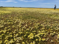 Castilleja campestris