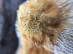 Coriolopsis glabrorigens