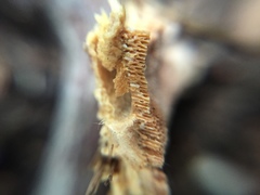 Coriolopsis glabrorigens