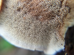 Coriolopsis glabrorigens