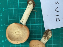 Gerhardtia foliicola