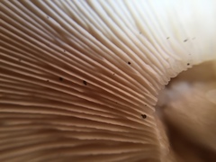 Gerhardtia foliicola