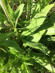 Grindelia integrifolia