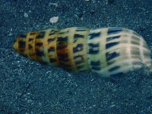 Terebra maculata observed 2020-03-18