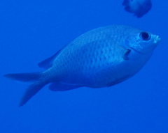 Chromis ovalis