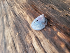 Crepidula onyx