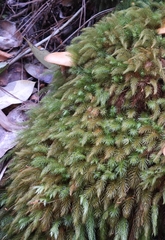 Pyrrhobryum spiniforme