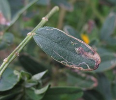 Liriomyza clianthi