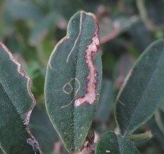 Liriomyza clianthi