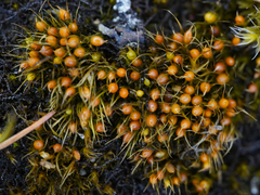 Pleuridium acuminatum