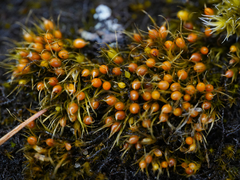 Pleuridium acuminatum