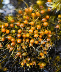 Pleuridium acuminatum