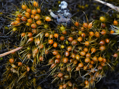 Pleuridium acuminatum
