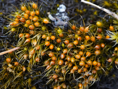 Pleuridium acuminatum