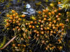 Pleuridium acuminatum