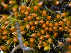 Pleuridium acuminatum
