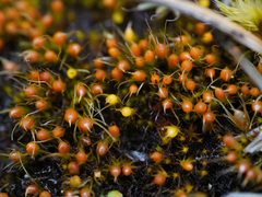 Pleuridium acuminatum