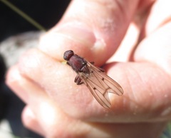 Maorimyia bipunctata
